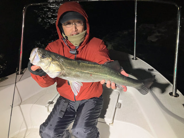 シーバス(スズキ)