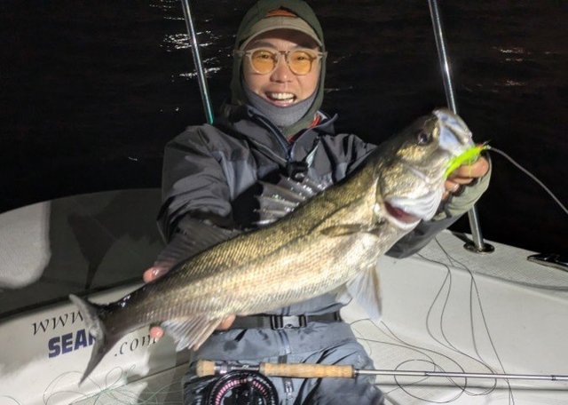 シーバス(スズキ)