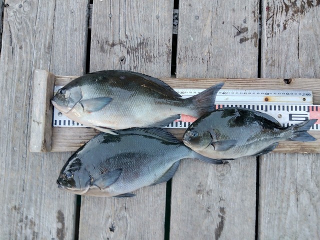 オナガグレ(クロメジナ)