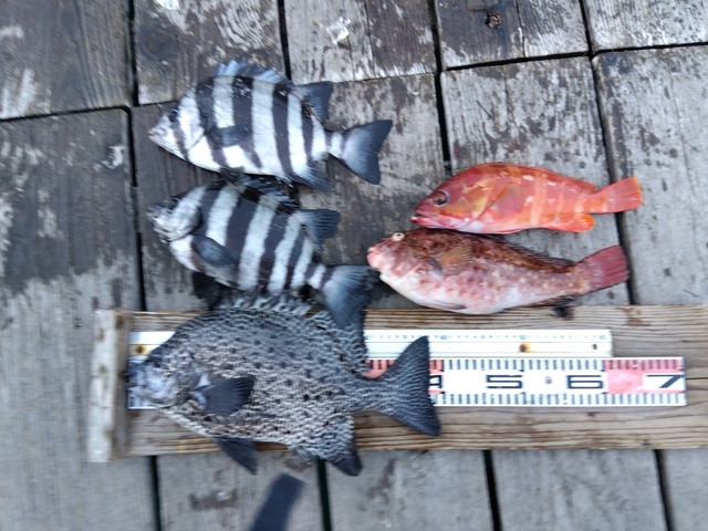 イシダイ・イシガキダイ