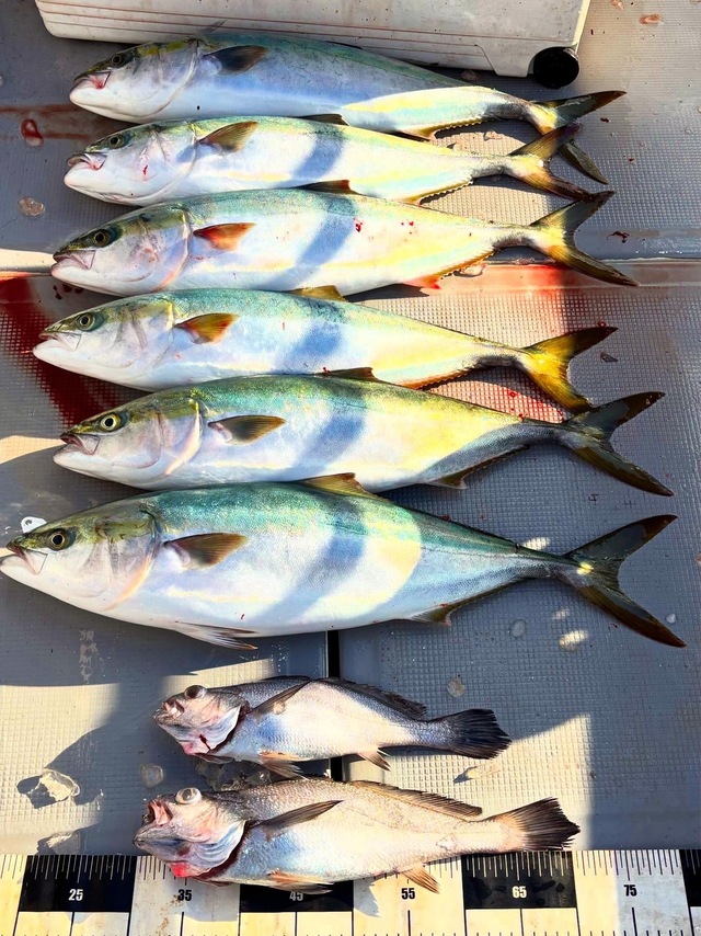 メジロ(ブリ)・クログチ