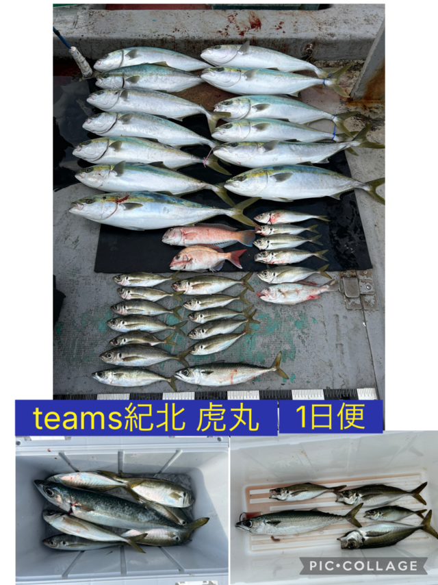 タイ(マダイ)・アジ(マアジ)・メジロ(ブリ)・シロアマダイ・シログチ・マサバ