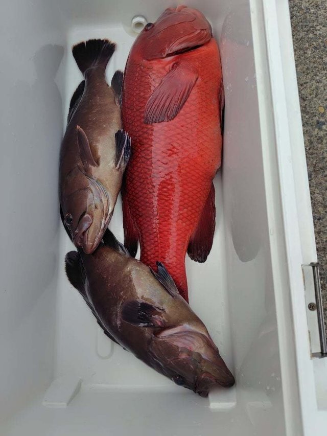 カサゴ・ハタ(マハタ)