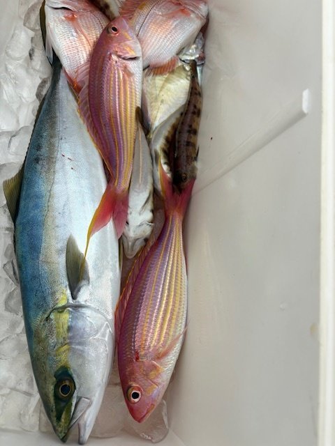 イナダ(ブリ)・シロアマダイ・イトヨリダイ