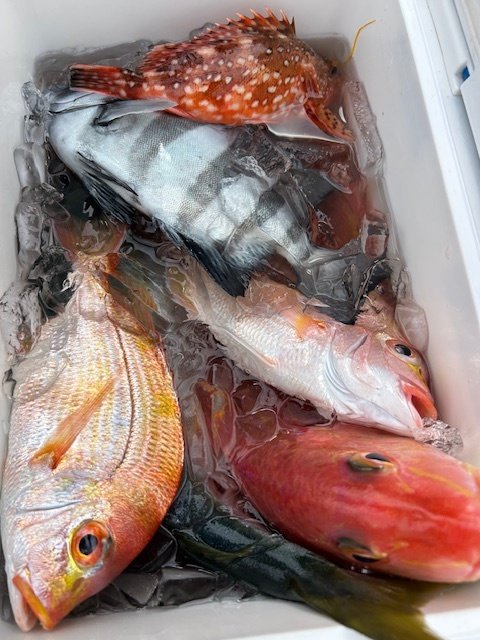 レンコダイ(キダイ)・ハナダイ(チダイ)・イシダイ・カイワリ・イナダ(ブリ)・イサキ・イトヨリ(イトヨリダイ)・カサゴ