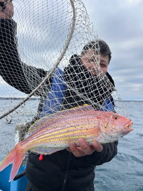 イトヨリ(イトヨリダイ)