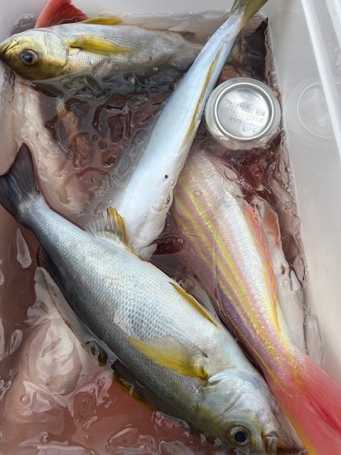 イサキ・イトヨリ(イトヨリダイ)