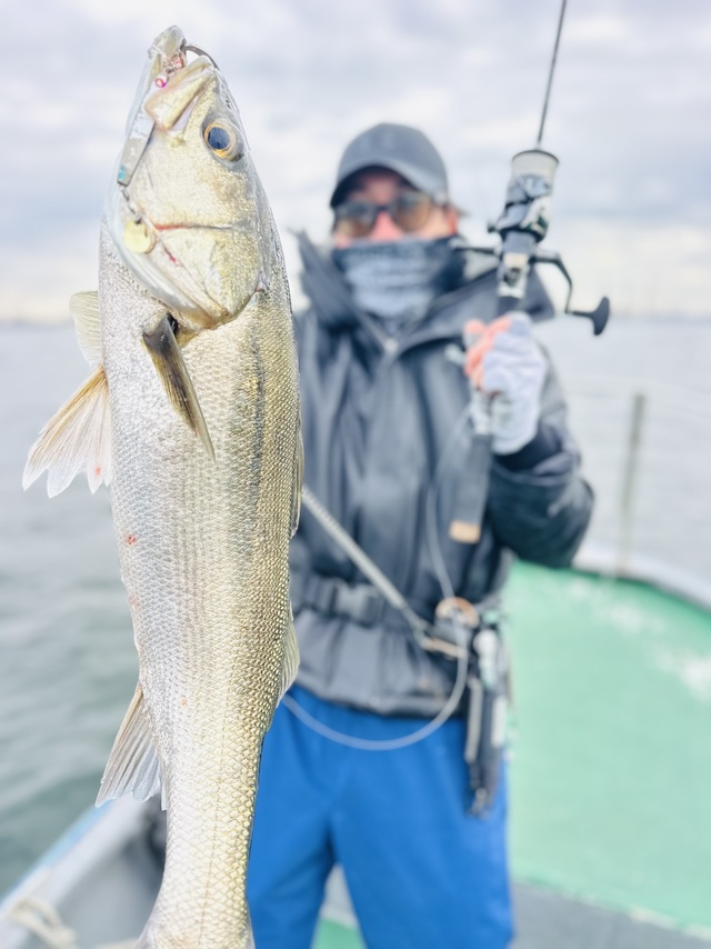 シーバス(スズキ)