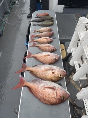 マダイ・コダイ(マダイ)・イサキ・チカメ(チカメキントキ)