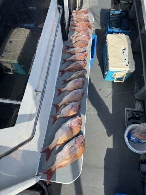 マダイ・コダイ(マダイ)