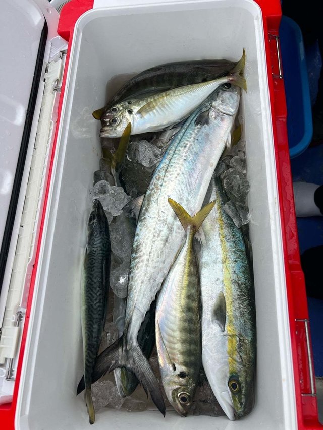 アジ(マアジ)・イナダ(ブリ)・サゴシ(サワラ)