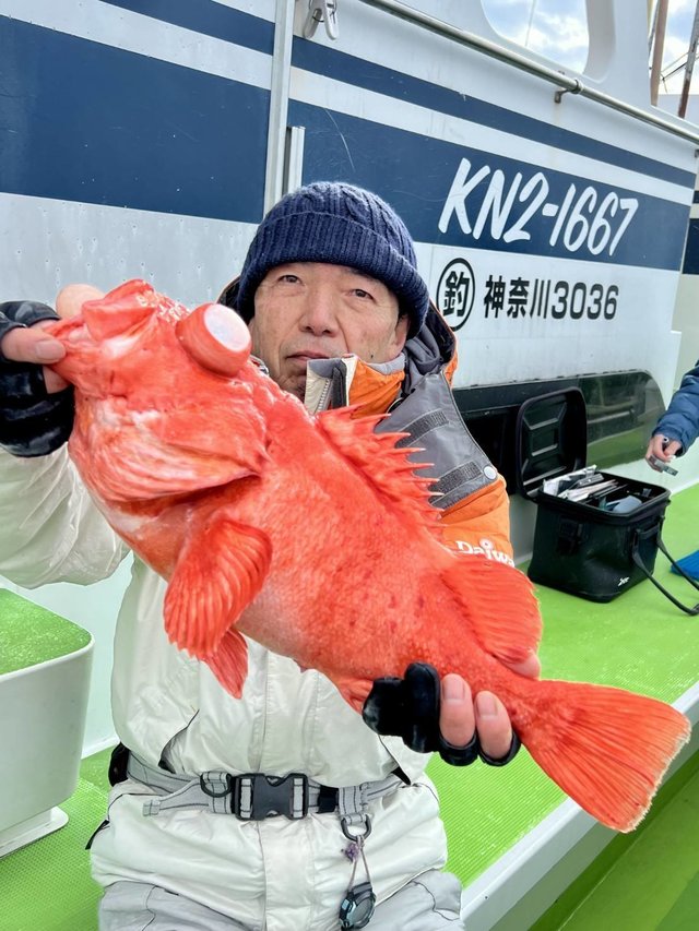 アコウ(キジハタ)