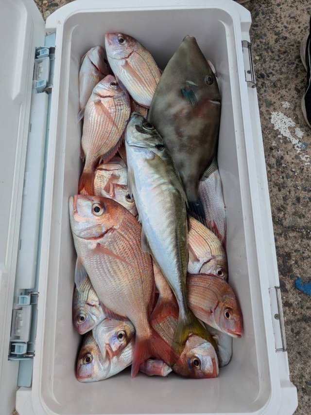 ハナダイ(チダイ)・アジ(マアジ)・ウマズラ(ウマヅラハギ)