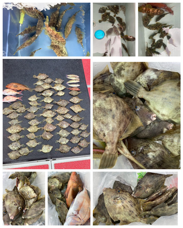 マダイ・キジハタ・カワハギ