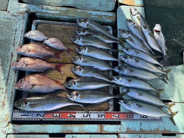 マダイ・マアジ・マサバ