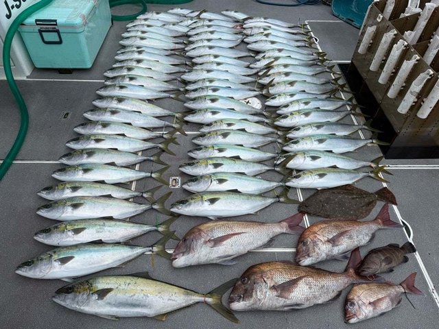 マダイ・マハタ・ハマチ(ブリ)・ヒラメ