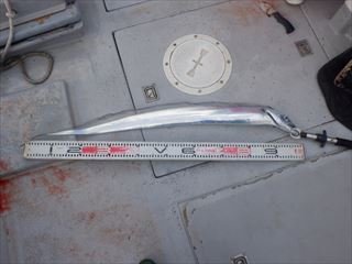 タチ(タチウオ)