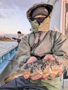 ヒガンフク(ヒガンフグ)