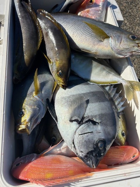 レンコダイ(キダイ)・ハナダイ(チダイ)・イシダイ・カイワリ・イサキ・イトヨリ(イトヨリダイ)・サバ(ゴマサバ)