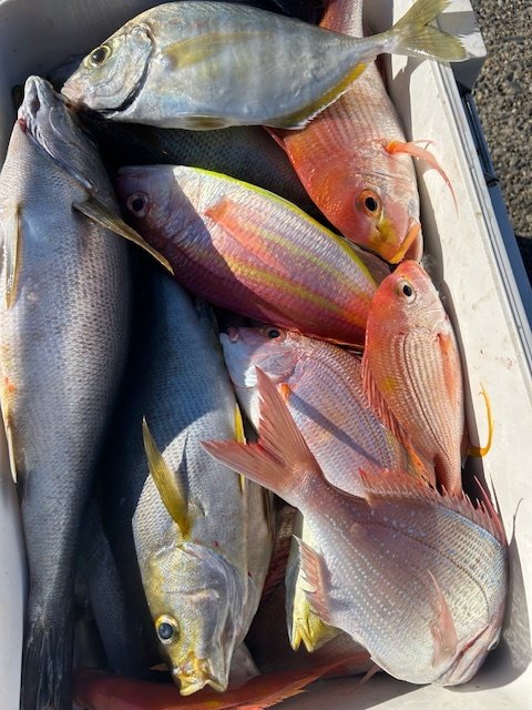 レンコダイ(キダイ)・ハナダイ(チダイ)・イシダイ・イサキ・イトヨリ(イトヨリダイ)