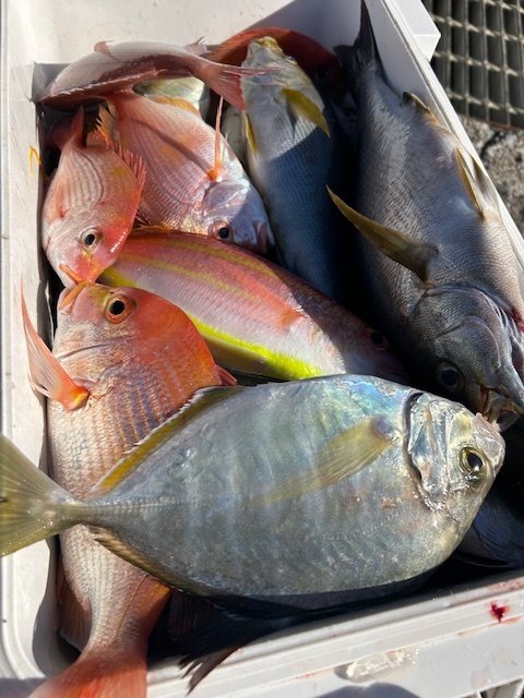 レンコダイ(キダイ)・カイワリ・イトヨリ(イトヨリダイ)