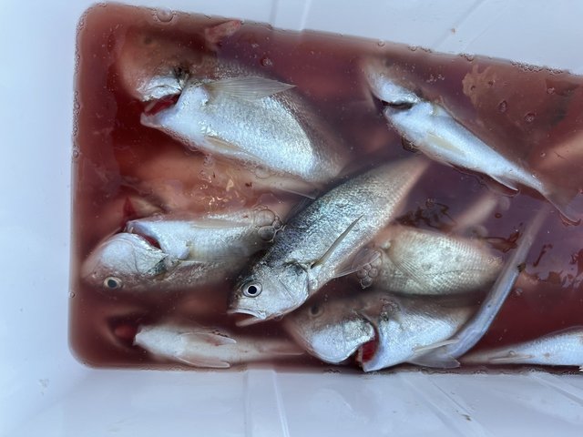 イシモチ(シログチ)