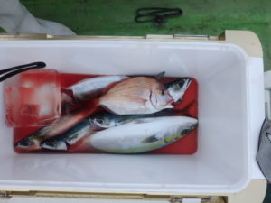 マダイ・イナダ(ブリ)