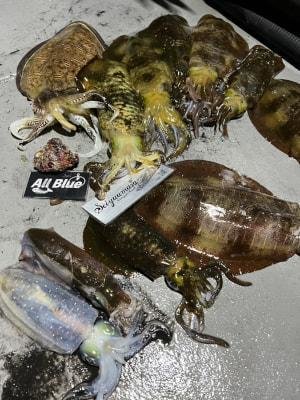 アオリイカ・コウイカ