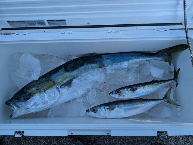 ブリ・サバ(ゴマサバ)