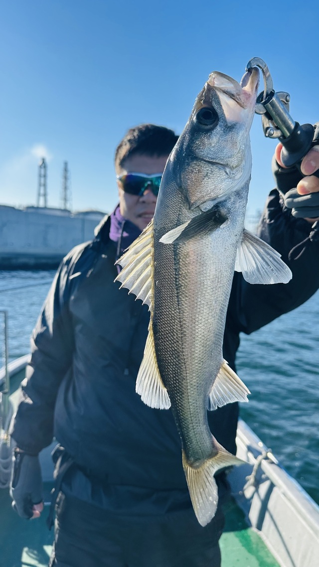 シーバス(スズキ)