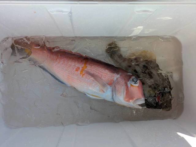 アマダイ(アカアマダイ)・カワハギ