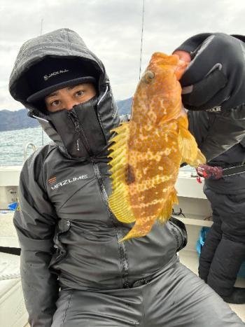 アコウ(キジハタ)