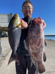 マハタ・カンパチ