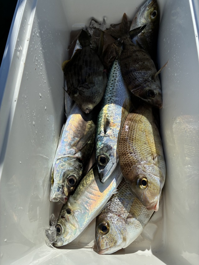 マアジ・メイチダイ