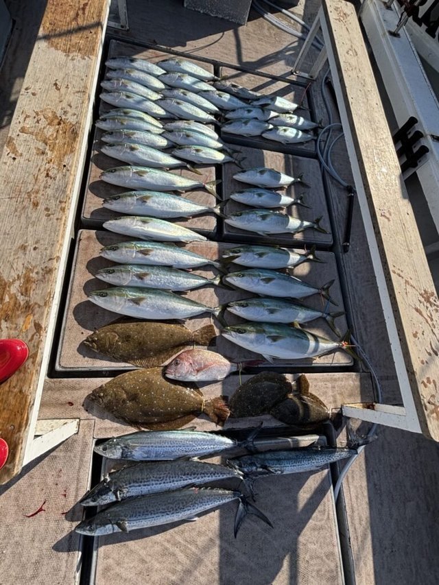 マダイ・ブリ・ハマチ(ブリ)・サワラ・ヒラメ