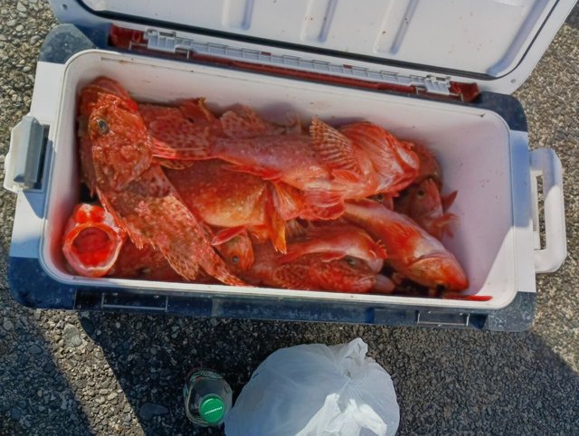 オニカサゴ・ユメカサゴ