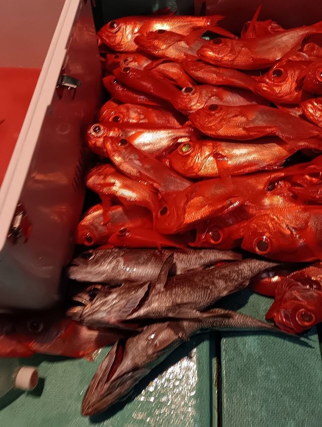 クロムツ・キンメ(キンメダイ)