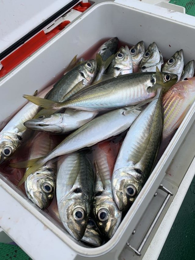 アジ(マアジ)・イトヨリ(イトヨリダイ)