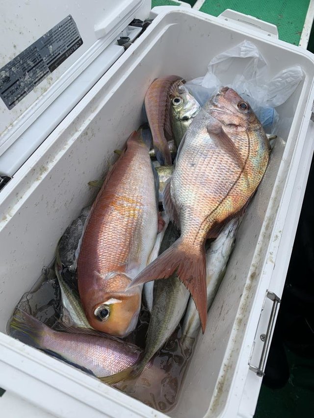 マダイ・アジ(マアジ)・アマダイ(アカアマダイ)