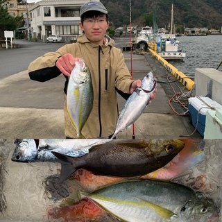 シマアジ・イサキ・ヒラソーダ(ヒラソウダ)・イラ