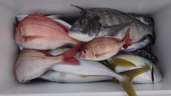 マダイ・チヌ(クロダイ)・イナダ(ブリ)