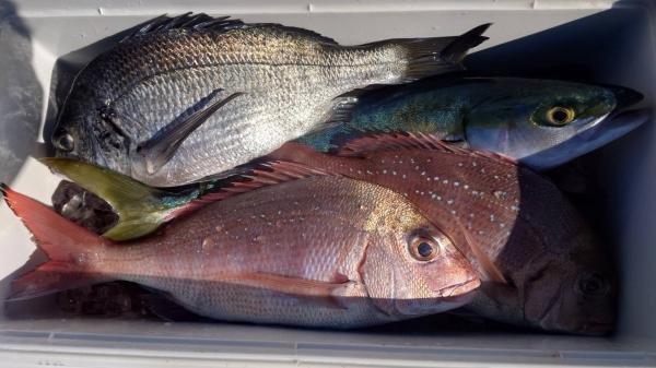 マダイ・サバ(ゴマサバ)