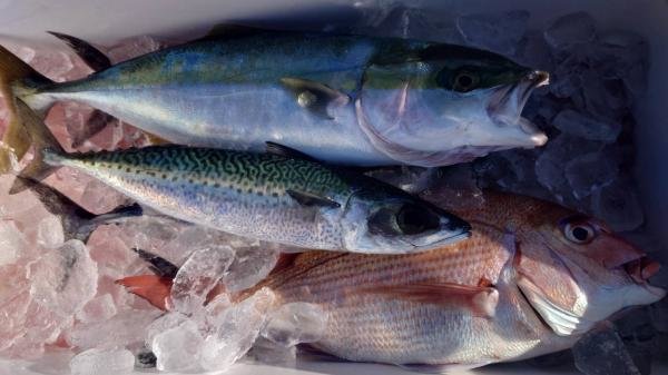 マダイ・イナダ(ブリ)・サバ(ゴマサバ)