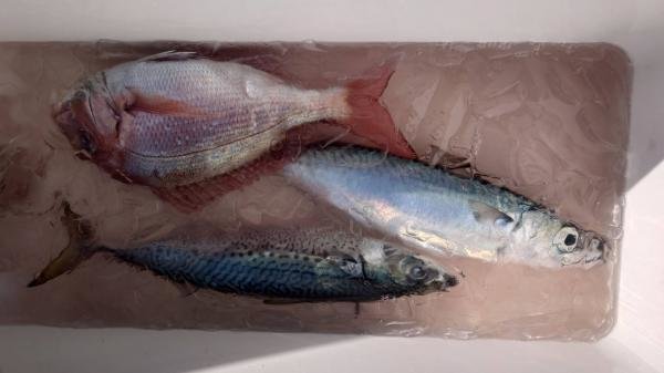 マダイ・イナダ(ブリ)・サバ(ゴマサバ)