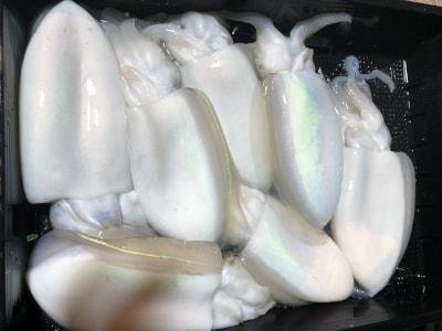 モンゴウイカ(カミナリイカ)