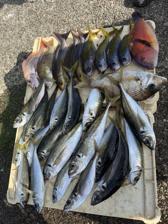 マダイ・マアジ・メイチダイ