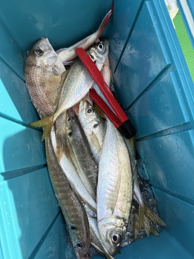 マアジ・メイチダイ