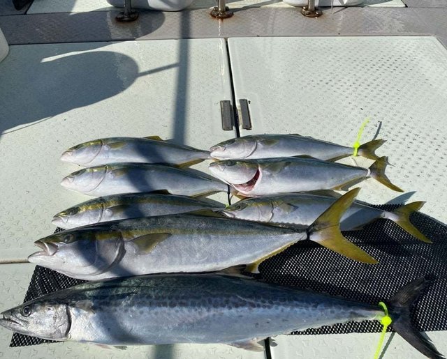 メジロ(ブリ)・サワラ