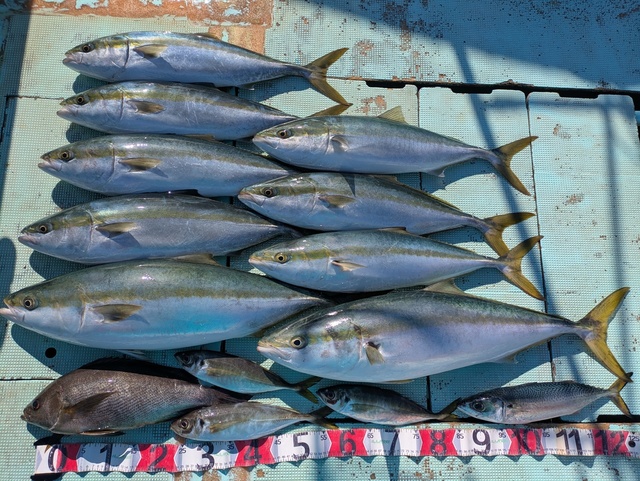 アジ(マアジ)・ブリ・メジロ(ブリ)・イサギ(イサキ)・マサバ