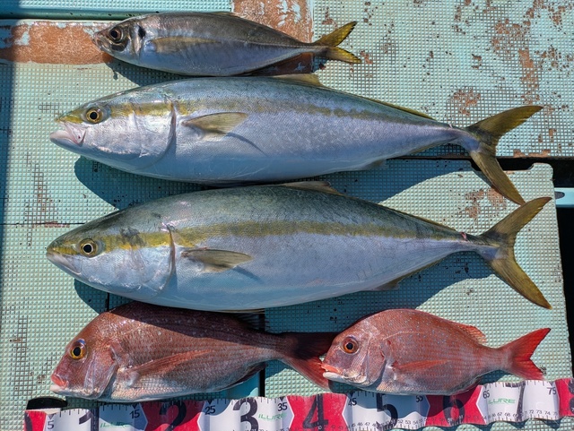 タイ(マダイ)・アジ(マアジ)・メジロ(ブリ)